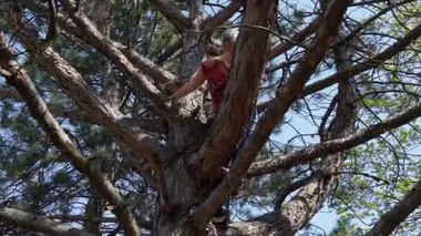 Ağaca tırmanan bir kadın, parlak güneş ışığı, güzel bir gün.