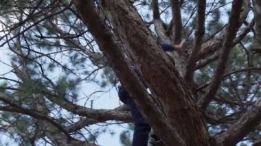 Genç bir çocuk ağaca tırmanıyor, parlak güneş ışığı, güzel bir gün.