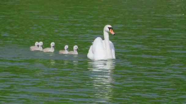 一群白天鹅在湖上游泳 成年天鹅和小鸡 美丽的白鸟 — 图库视频影像