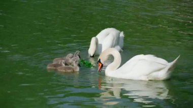 Beyaz kuğulardan oluşan bir aile gölde yüzüyor, yetişkin kuğular ve yavrular, güzel beyaz kuşlar