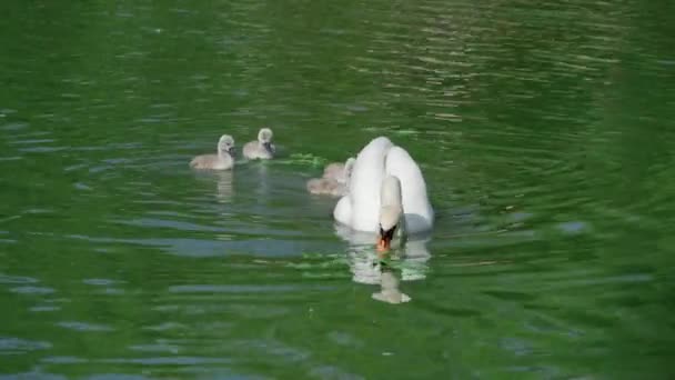 Rodzina Białych Łabędzi Pływa Jeziorze Dorosłe Łabędzie Pisklęta Piękne Białe — Wideo stockowe
