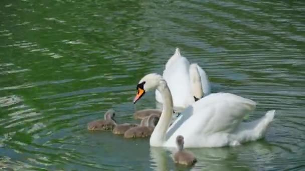 Beyaz Kuğulardan Oluşan Bir Aile Gölde Yüzüyor Yetişkin Kuğular Yavrular — Stok video