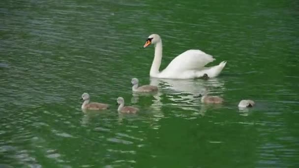 一群白天鹅在湖上游泳 成年天鹅和小鸡 美丽的白鸟 — 图库视频影像