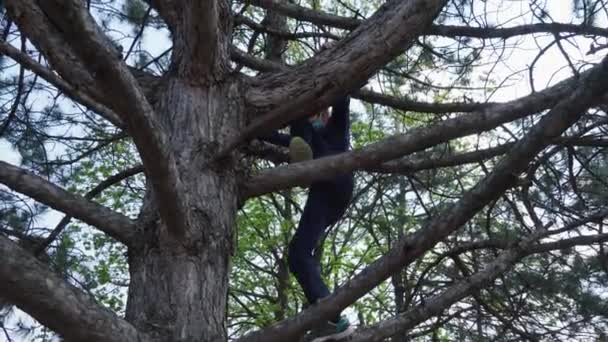 Teen Boy Arrampicata Albero Luce Solare Brillante Bella Giornata — Video Stock