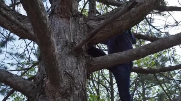 Menino Adolescente Escalando Uma Árvore Luz Solar Brilhante Belo Dia — Vídeo de Stock