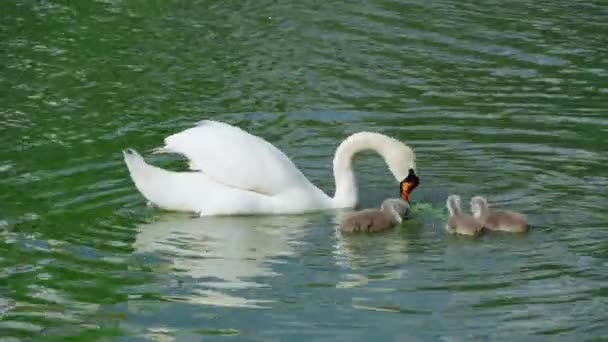 Una Familia Cisnes Blancos Nada Lago Cisnes Adultos Polluelos Hermosas — Vídeos de Stock