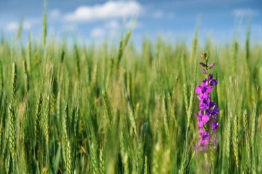 Mavi gökyüzü arka planında yeşil buğday tarlası