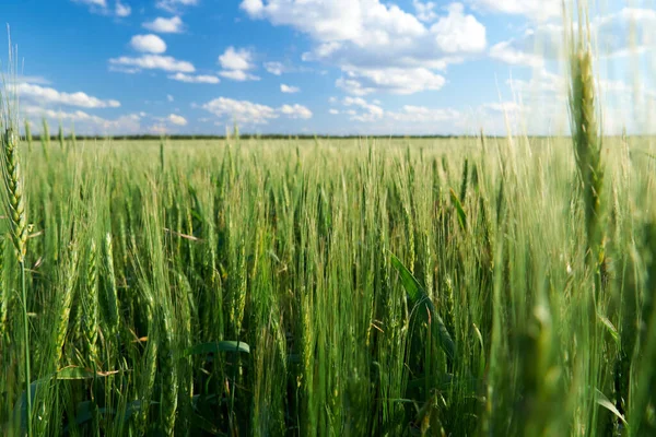 青空の緑の小麦畑背景 — ストック写真