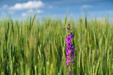 Mavi gökyüzü arka planında yeşil buğday tarlası