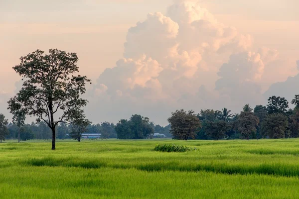 Tayland 'daki pirinç tarlası — Stok fotoğraf