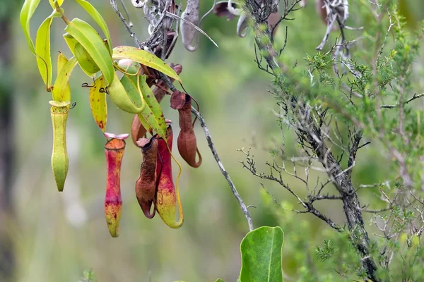 Nepenthes gracilis fleischfressende Pflanze — Stockfoto