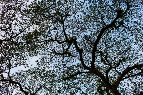 Tropický strom silueta — Stock fotografie