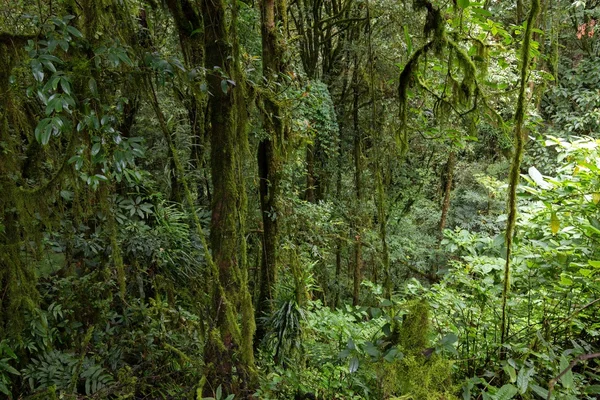 Глубокие влажные джунгли — стоковое фото