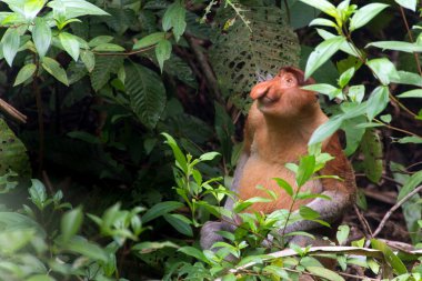 Proboscis monkey in borneo jungle clipart
