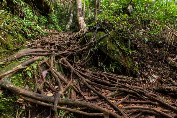 Selva molhada profunda — Fotografia de Stock