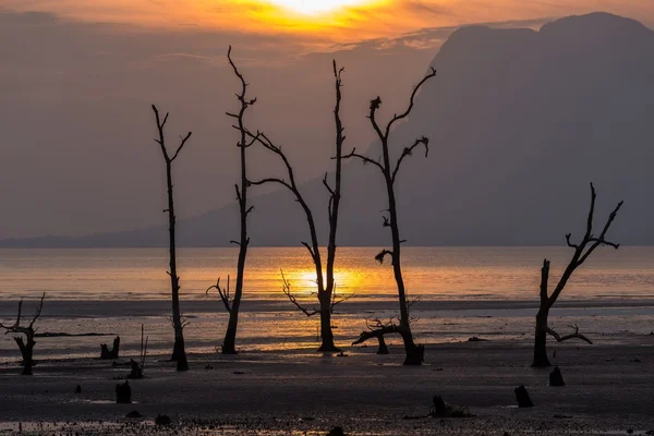 Çamurlu bir sahilde günbatımı — Stok fotoğraf