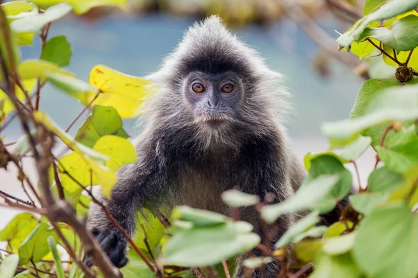 Macaco de folhas prateadas — Fotografia de Stock