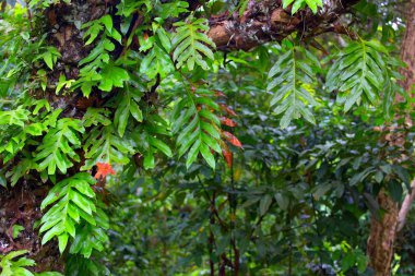 Borneo yemyeşil orman