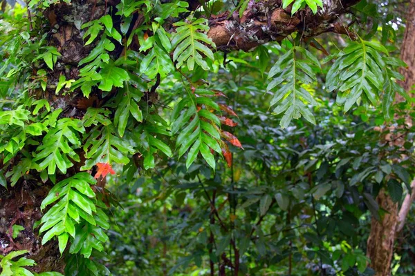 Saftiger Dschungel in Borneo — Stockfoto