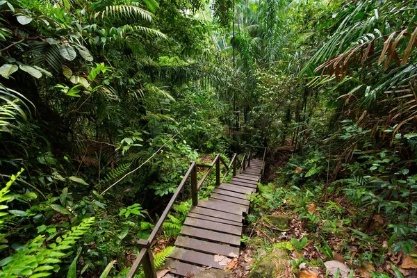 婆罗洲湿的丛林深处 — 图库照片