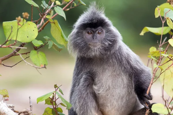 Gümüşlenmiş yaprak maymun — Stok fotoğraf