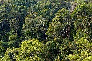 Borneo tropikal yağmur ormanları