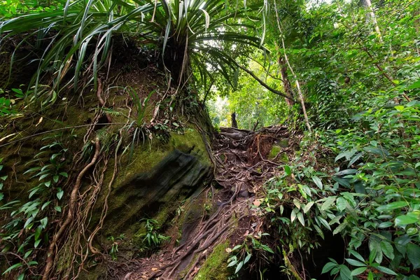Plantas de hoja ancha | planta que crece en la selva tropical de queso