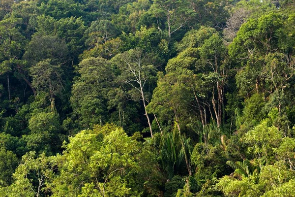 Borneo tropical rainforest — Stockfoto