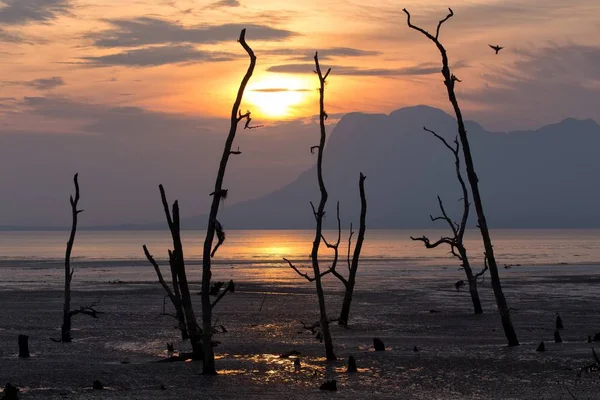 Sunset bulvarında bir çamurlu tropikal alanı — Stok fotoğraf