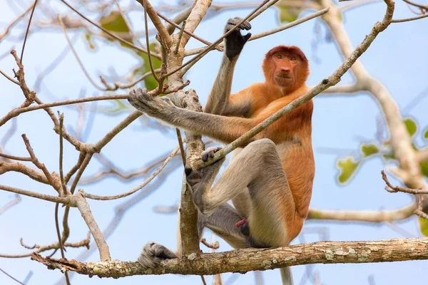 Macaco probóscide na selva de Bornéu — Fotografia de Stock