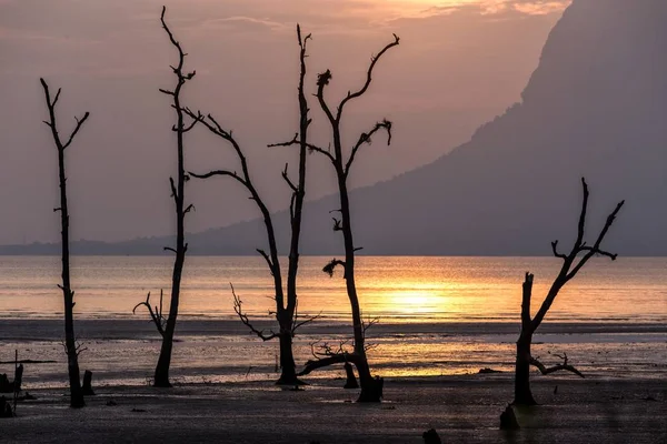 Sunset bulvarında bir çamurlu tropikal alanı — Stok fotoğraf