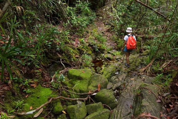 Diepe Borneo natte jungle — Stockfoto