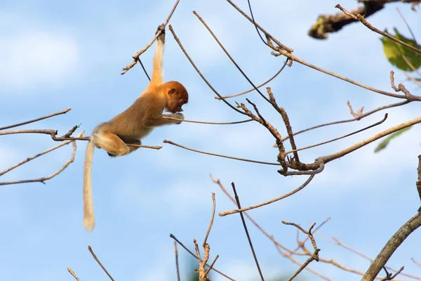 Macaco probóscide na selva de Bornéu — Fotografia de Stock