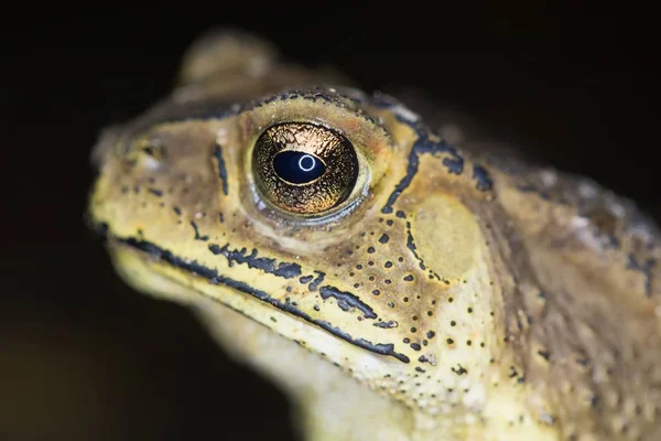 Tropical toad close up — Stock Photo, Image