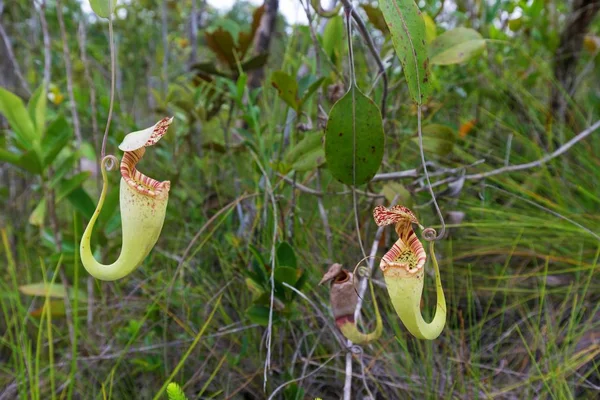 Nepenthes Rafflesiana carnivorous plant — Stock Photo, Image