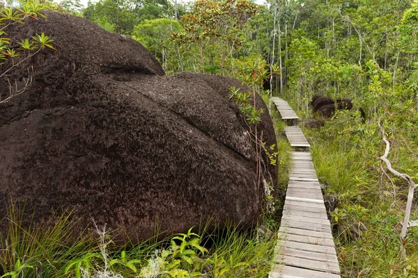 Giungla bagnata profonda — Foto Stock