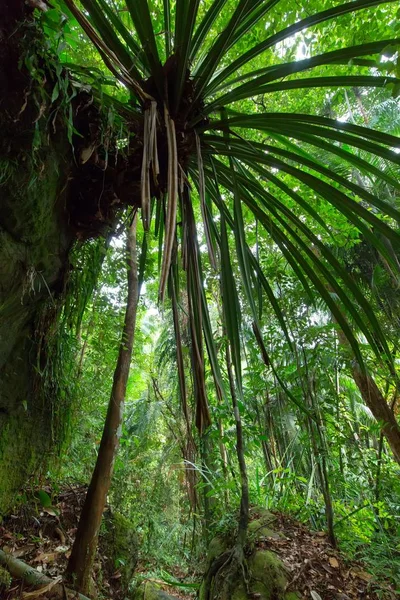 ウェットの深いジャングル — ストック写真
