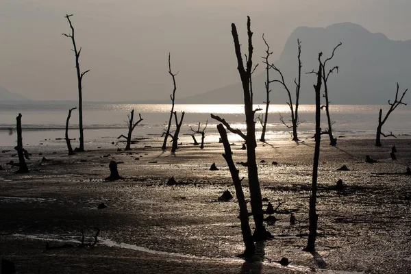 Sunset bulvarında bir çamurlu tropikal alanı — Stok fotoğraf