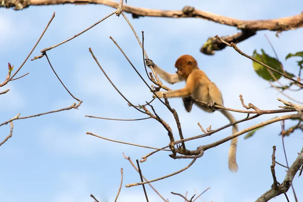 Macaco probóscide na selva de Bornéu — Fotografia de Stock