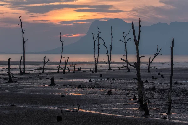 Sunset bulvarında bir çamurlu tropikal alanı — Stok fotoğraf