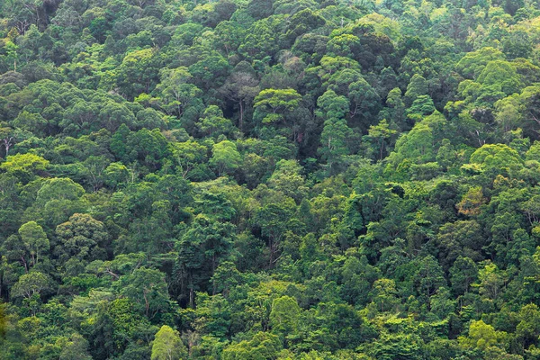 Tropisch regenwoud van Borneo — Stockfoto