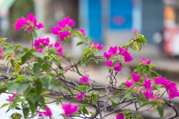 Bougainvillea rosa em um jardim — Fotografia de Stock