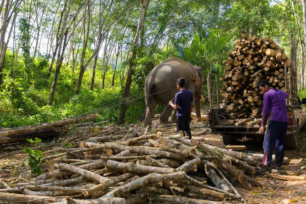 Elefante puxando um tronco de árvore — Fotografia de Stock