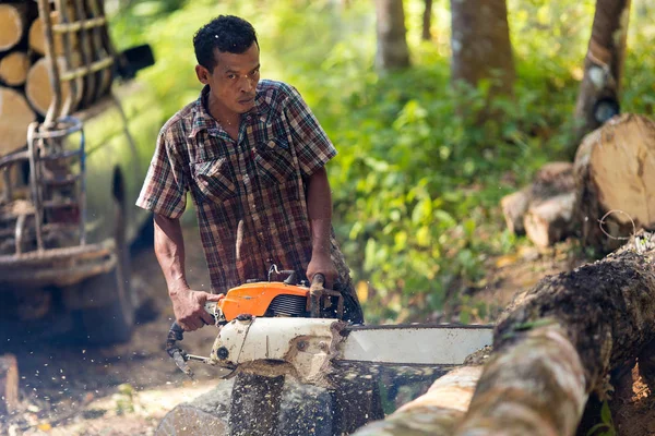 Rubber tree lumberjack — Stock Photo, Image