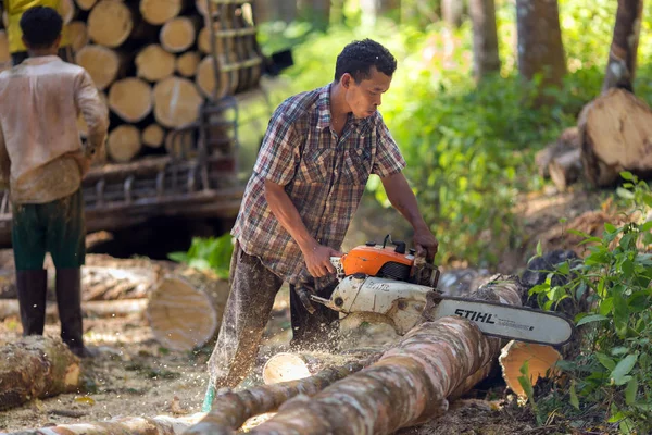 Holzfäller aus Gummibaum — Stockfoto