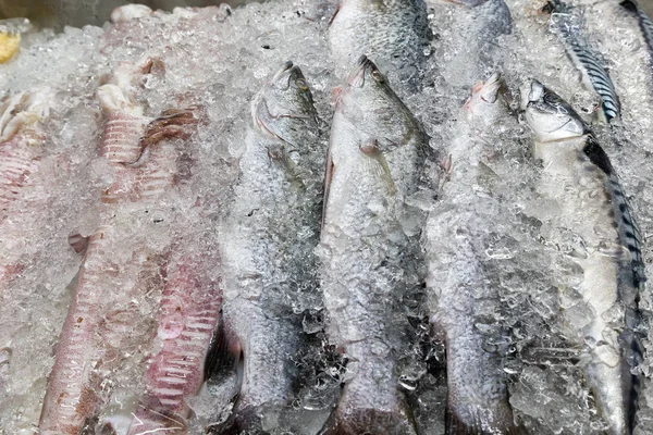 Peixes frescos no gelo — Fotografia de Stock