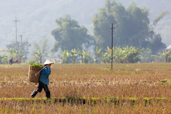 Agricultores en el campo de arroz — Foto de Stock