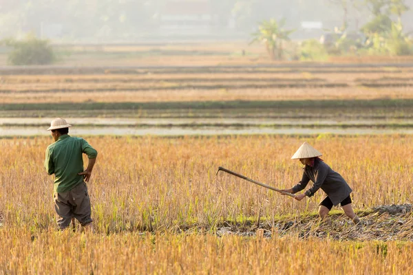 Agricoltori della risicoltura — Foto Stock