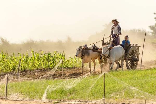 缅甸人民驾驶牛车 — 图库照片