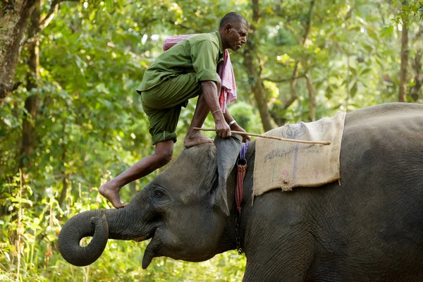 Mahout escalando elefante — Fotografia de Stock